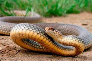 Հայտնաբերվել է օձ